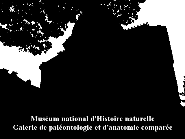 Galerie de paléontologie et d'anatomie comparée - 0