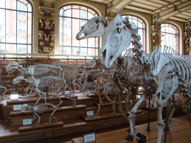 Galerie de paléontologie et d'anatomie comparée - 11