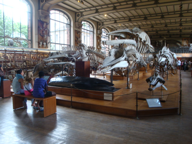 Galerie de paléontologie et d'anatomie comparée - 12