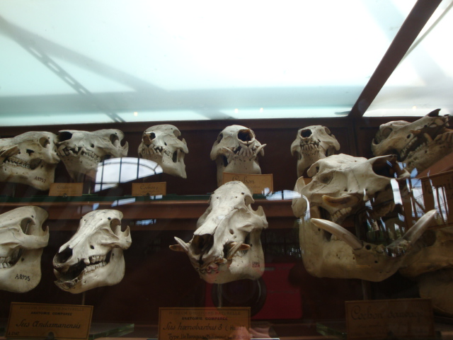 Galerie de paléontologie et d'anatomie comparée - 22