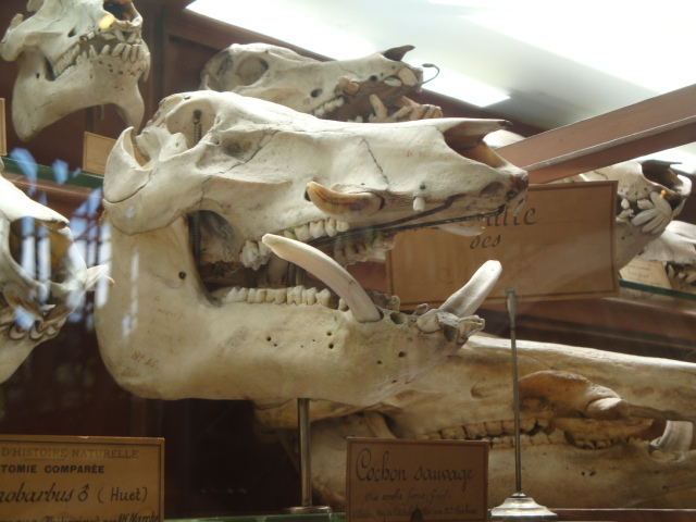 Galerie de paléontologie et d'anatomie comparée - 23