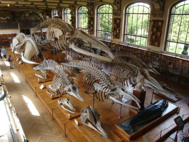Galerie de paléontologie et d'anatomie comparée - 25