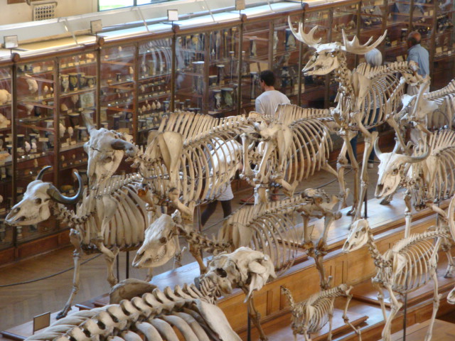 Galerie de paléontologie et d'anatomie comparée - 26