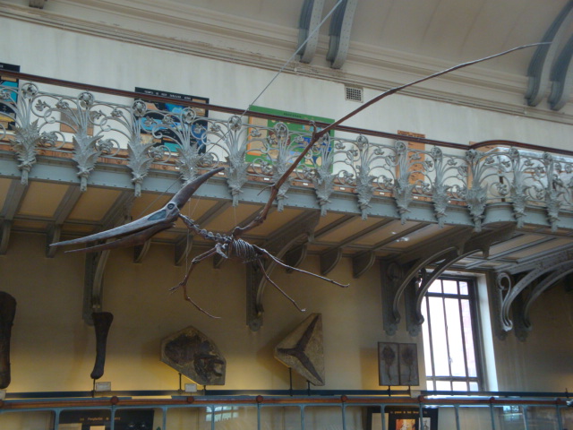Galerie de paléontologie et d'anatomie comparée - 28