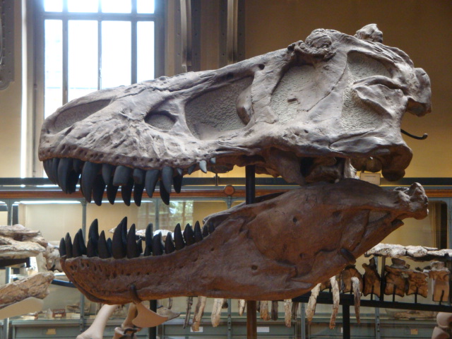 Galerie de paléontologie et d'anatomie comparée - 29
