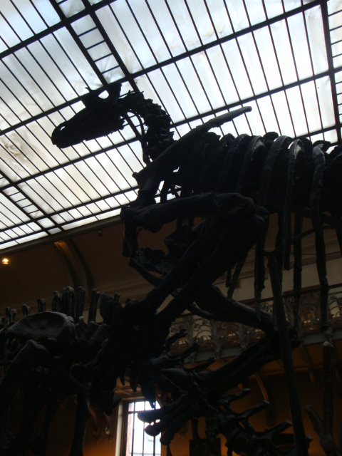Galerie de paléontologie et d'anatomie comparée - 30