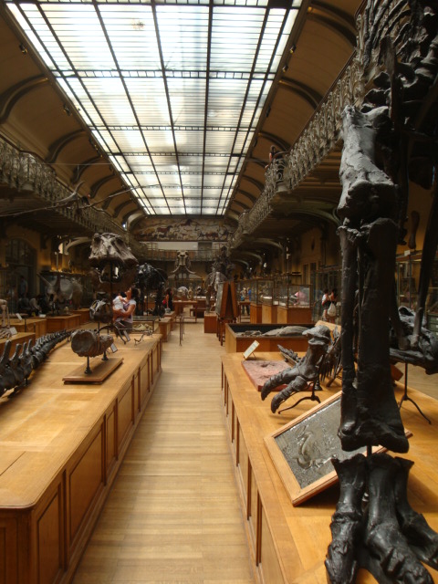 Galerie de paléontologie et d'anatomie comparée - 33