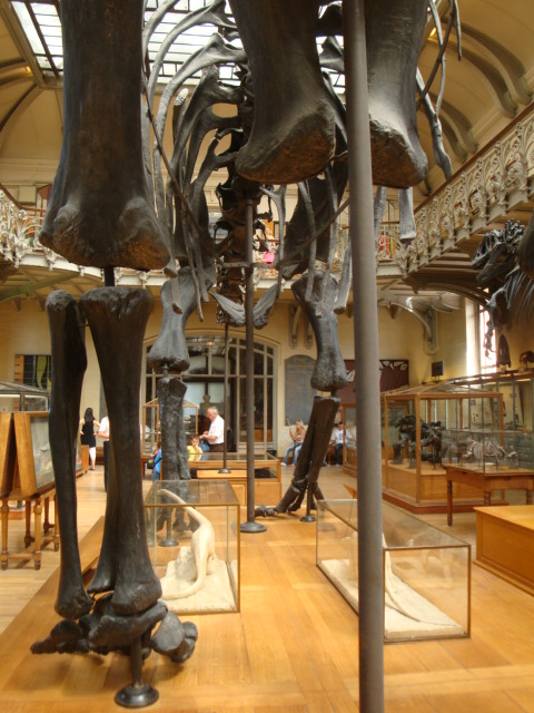 Galerie de paléontologie et d'anatomie comparée - 34