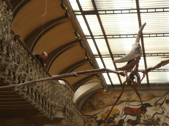 Galerie de paléontologie et d'anatomie comparée - 35