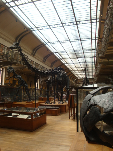Galerie de paléontologie et d'anatomie comparée - 36