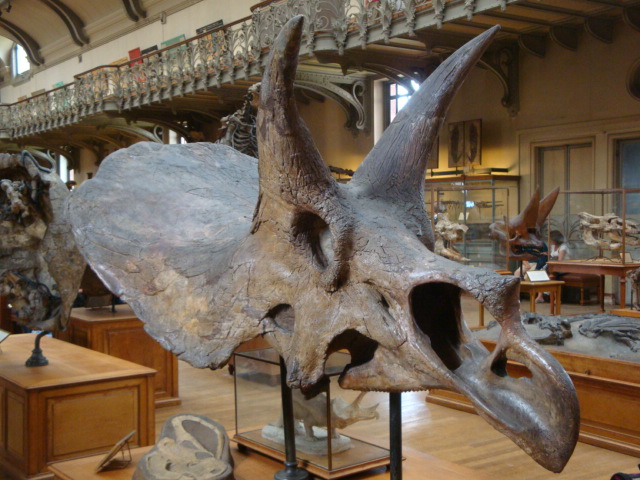 Galerie de paléontologie et d'anatomie comparée - 39