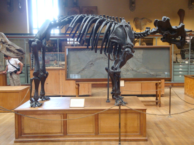 Galerie de paléontologie et d'anatomie comparée - 40