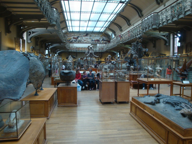 Galerie de paléontologie et d'anatomie comparée - 41