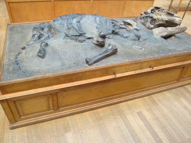 Galerie de paléontologie et d'anatomie comparée - 42