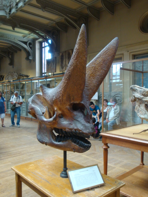 Galerie de paléontologie et d'anatomie comparée - 43