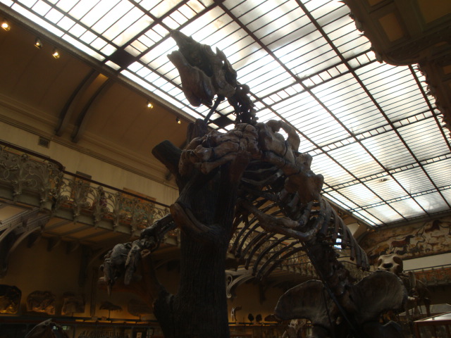 Galerie de paléontologie et d'anatomie comparée - 44