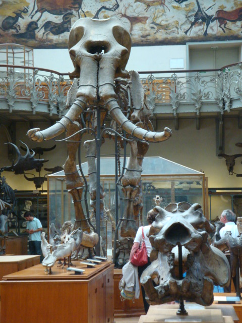 Galerie de paléontologie et d'anatomie comparée - 46