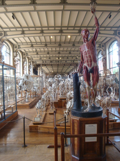 Galerie de paléontologie et d'anatomie comparée - 5