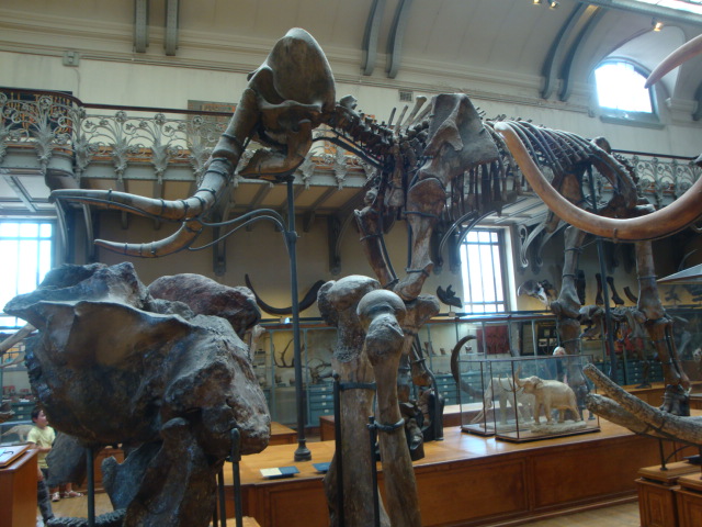 Galerie de paléontologie et d'anatomie comparée - 50