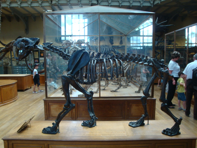 Galerie de paléontologie et d'anatomie comparée - 51