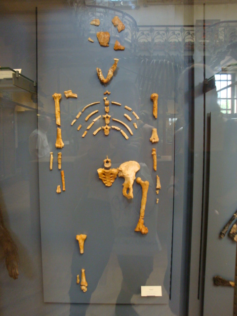 Galerie de paléontologie et d'anatomie comparée - 54