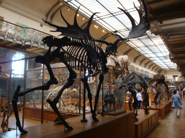 Galerie de paléontologie et d'anatomie comparée - 55