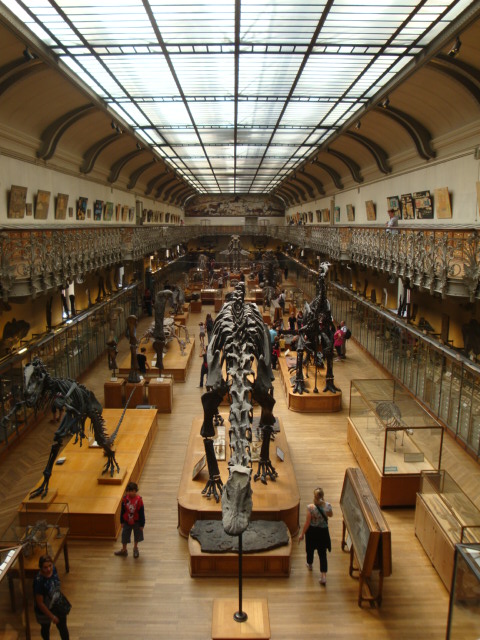 Galerie de paléontologie et d'anatomie comparée - 57