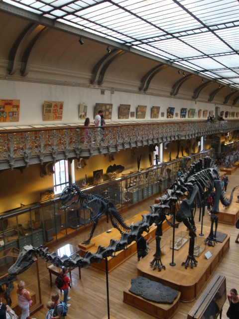 Galerie de paléontologie et d'anatomie comparée - 58