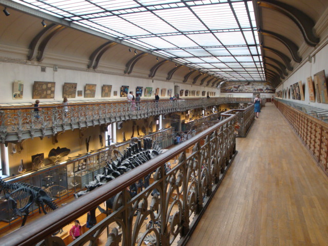 Galerie de paléontologie et d'anatomie comparée - 59
