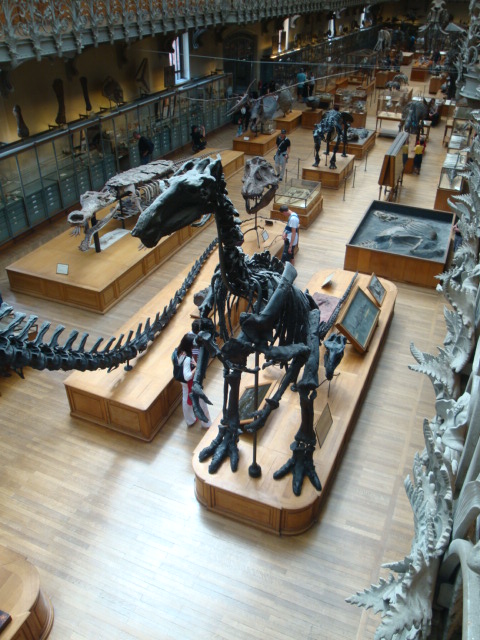 Galerie de paléontologie et d'anatomie comparée - 60