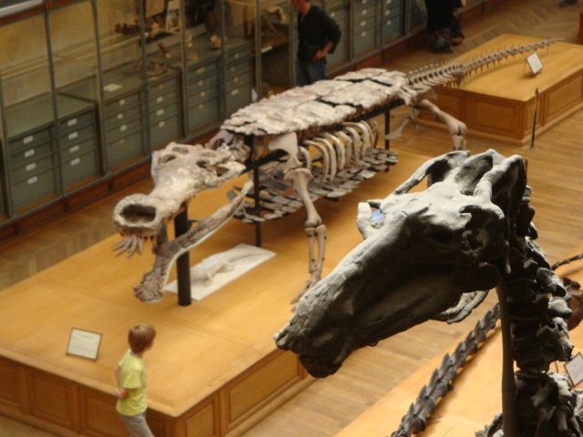 Galerie de paléontologie et d'anatomie comparée - 61
