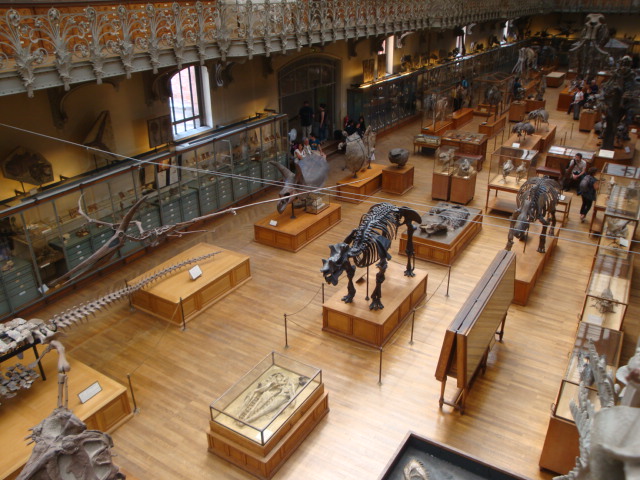 Galerie de paléontologie et d'anatomie comparée - 62