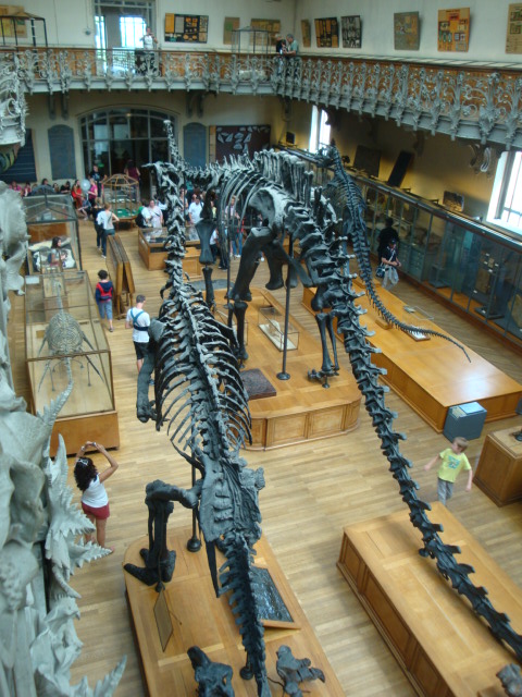 Galerie de paléontologie et d'anatomie comparée - 63
