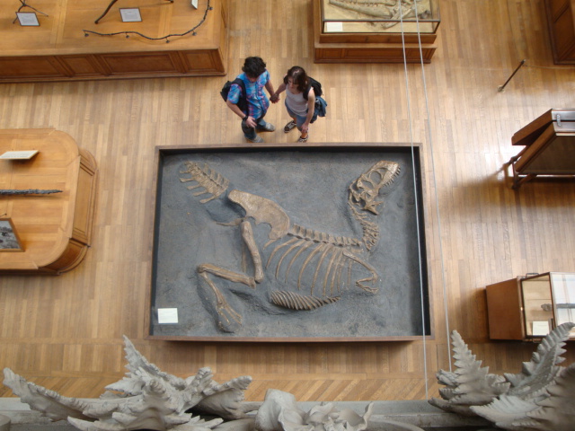 Galerie de paléontologie et d'anatomie comparée - 64
