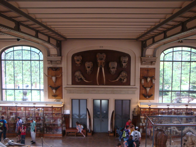 Galerie de paléontologie et d'anatomie comparée - 65