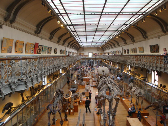 Galerie de paléontologie et d'anatomie comparée - 67