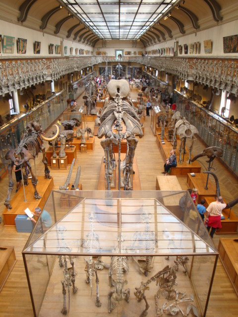 Galerie de paléontologie et d'anatomie comparée - 68