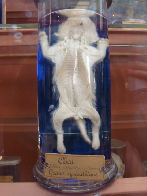 Galerie de paléontologie et d'anatomie comparée - 7