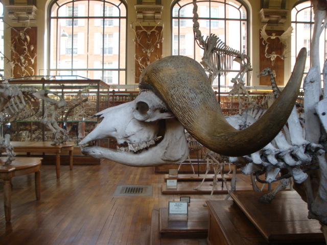 Galerie de paléontologie et d'anatomie comparée - 8