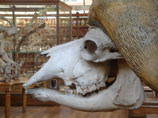 Galerie de paléontologie et d'anatomie comparée - 9